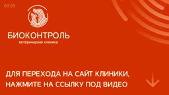 Как правильно сделать внутримышечную инъекцию кошке и собаке в домашних условиях фото 2