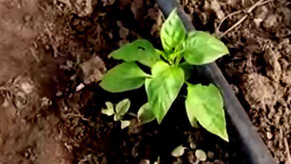 Сладкий перец желтеет и не растет: экстренная помощь хилым растениям фото 4