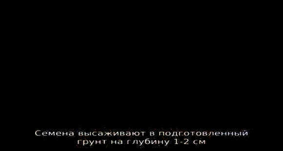 Как прорастить кедровый орех в домашних условиях: пошаговая инструкция фото 3