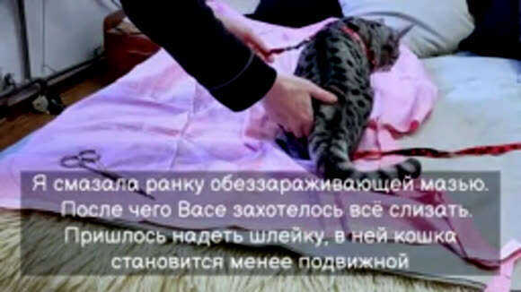 Как сделать защитный воротник для кошки своими руками фото 2