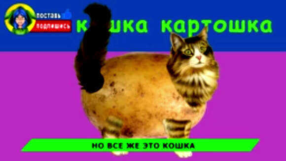 Новые песни про мышку сосиску хабиб ягода малинка пародия фото 3