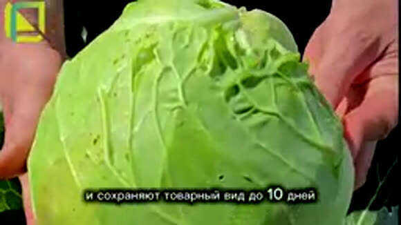 Как вырастить капусту за 55 дней: проверенные секреты быстрого урожая фото 6