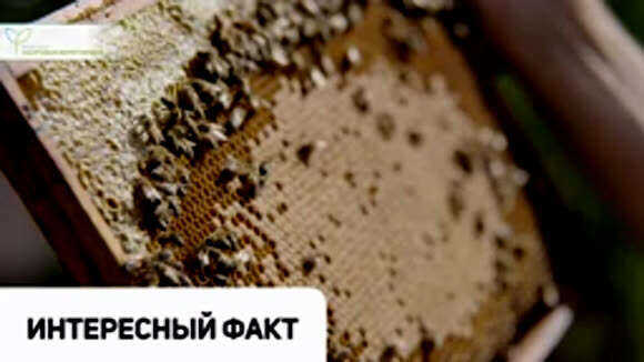 Ежедневное употребление прополиса: польза для здоровья и иммунитета фото 3