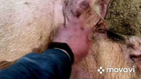 Что делать если свиноматка сделала аборт причины и лечение фото 3