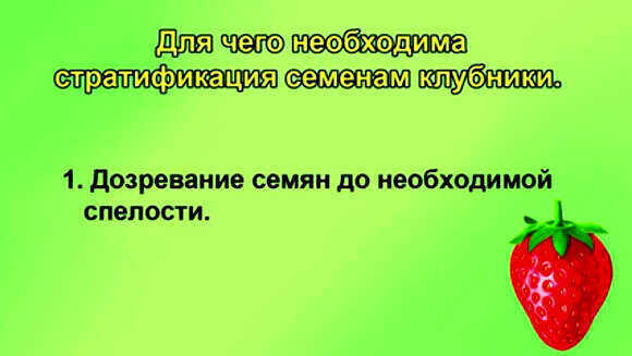 Выращивание клубники из семян в домашних условиях профессиональный способ фото 3