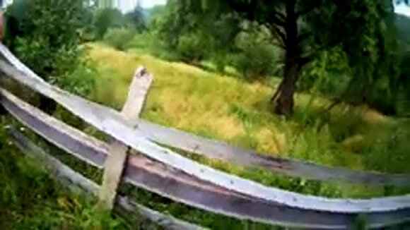 Как манить косулю в период гона: лучшие маноки фото 4