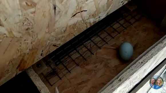 Удобные гнезда для кур с автоматическим яйцесборником фото 6