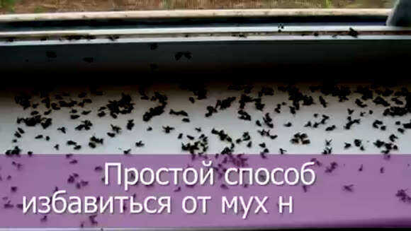 Как навсегда избавиться от мух в доме: проверенные способы