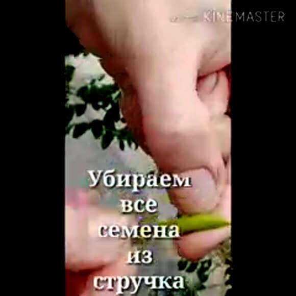 Как сделать свистульку из стручков акации своими руками фото 3