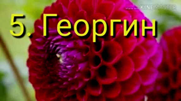 10 самых красивых цветов мира: рейтинг невероятной красоты фото 4