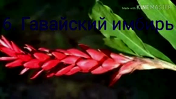 10 самых красивых цветов мира: рейтинг невероятной красоты
