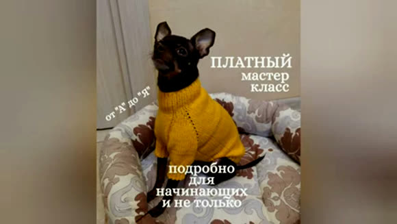 Как связать свитер для собаки: пошаговая инструкция новичкам фото 1