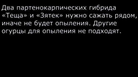 Как выбрать лучшие семена огурцов для богатого урожая в теплице или грунте