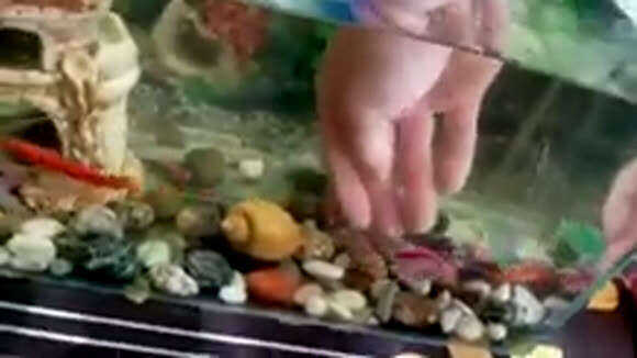 Как быстро заменить воду в аквариуме с рыбками без стресса
